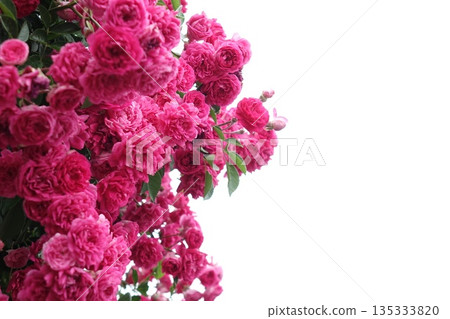 白色背景上的一束盛開的粉紅色玫瑰，留有文字空間 135333820