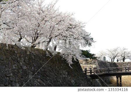 Stone walls of castle ruins and cherry blossoms in full bloom, a springtime Japanese landscape Stone walls of castle ruins and cherry blossoms in full bloom, a springtime Japanese landscape 135334116