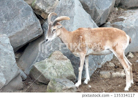 Side view of a wild horned animal standing on a rocky outcrop 135334117