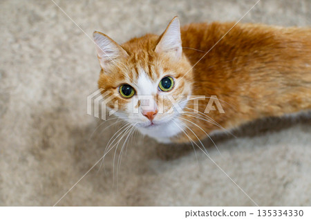 一隻棕色虎斑白貓抬頭看著 135334330