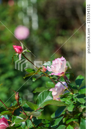 在柔和的光線下，粉紅色的玫瑰花蕾和花朵綻放。 135334331