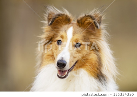 Shetland Sheepdog, Sheltie, Collie. Play by running on summer meadow on green grass. Head portrait of sheltie. 135334350