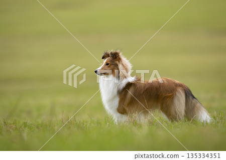 Shetland Sheepdog, Sheltie, Collie. Play by running on summer meadow on green grass. Shetland sheepdogshelti is running on the green meadow in summer day 135334351