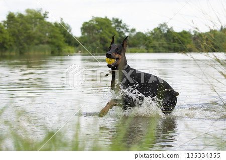 Doberman dog playing with water. Dog is a domestic carnivorous mammal of the canid family that is characterized by having very fine senses of smell and hearing. Doberman dog playing with water. Dog is a domestic carnivorous mammal of the canid family that is characterized by having very fine senses of smell and hearing. 135334355