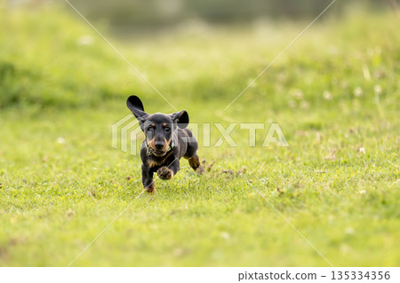 Young dachshund running on green meadow in summer afternoon. Young dachshund running on green meadow in summer afternoon. 135334356