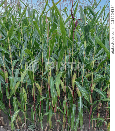 Tall corn plants growing in dense rows under clear daylight. Natural agricultural texture with vibrant green leaves and strong vertical lines 135334584