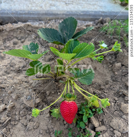 Fresh red strawberry growing on a small plant in natural soil under daylight. Close view showing green leaves and young berries Fresh red strawberry growing on a small plant in natural soil under daylight. Close view showing green leaves and young berries 135334595