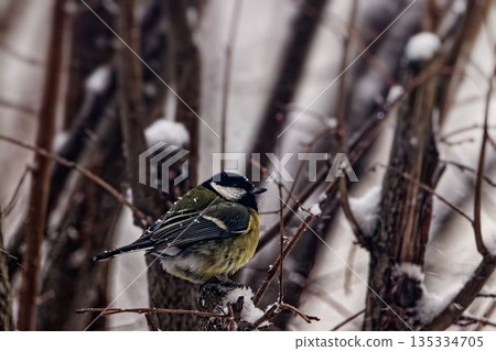 歐亞藍山雀 歐亞藍山雀 135334705