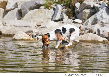 Small Jack Russell terrier walking near shallow river shore, mouth open, trying to catch something in water Small Jack Russell terrier walking near shallow river shore, mouth open, trying to catch something in water 135334792