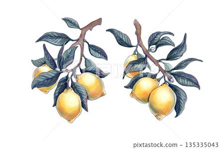 Lemon branch illustration with ripe citrus fruit Lemon branch illustration with ripe citrus fruit 135335043