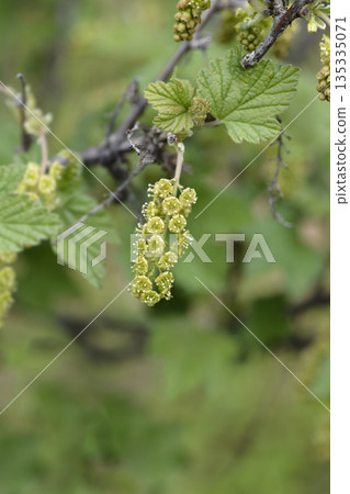 Red currant 135335071