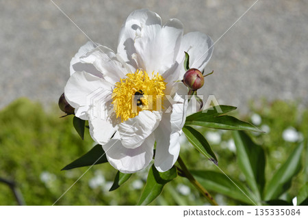 White Peony White Peony 135335084