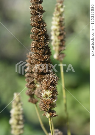 Anise hyssop 135335086