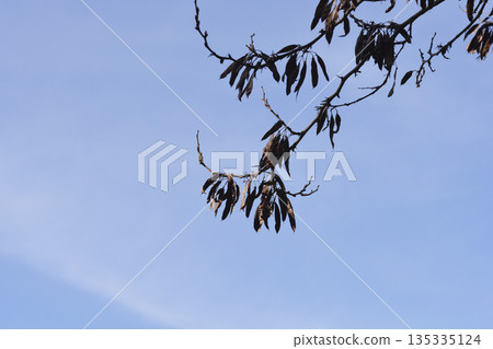 White Judas tree White Judas tree 135335124