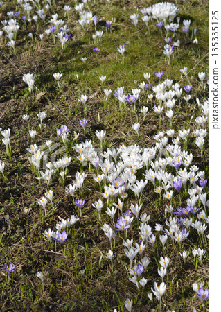 White and Purple Crocus Field 135335125