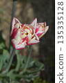 Tulip Wyndham 135335128