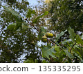 Green acorns hang on a leafy oak branch against a softly blurred forest background. Natural woodland light highlights fresh seasonal growth 135335295