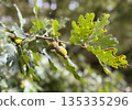 Fresh acorns grow on a sunlit oak branch in a quiet forest. Natural greenery and seasonal growth create a calm atmosphere 135335296