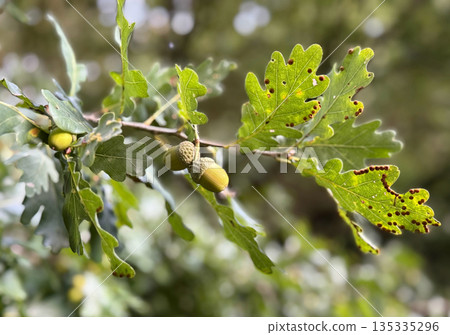 Fresh acorns grow on a sunlit oak branch in a quiet forest. Natural greenery and seasonal growth create a calm atmosphere Fresh acorns grow on a sunlit oak branch in a quiet forest. Natural greenery and seasonal growth create a calm atmosphere 135335296