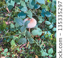 Wild mushroom growing among green leaves in a shaded woodland. Natural forest atmosphere with soft daylight 135335297