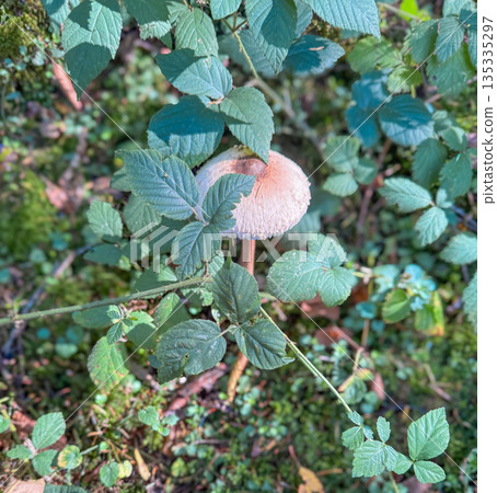 Wild mushroom growing among green leaves in a shaded woodland. Natural forest atmosphere with soft daylight Wild mushroom growing among green leaves in a shaded woodland. Natural forest atmosphere with soft daylight 135335297