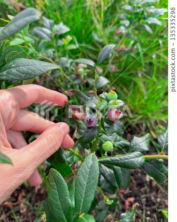 Unripe blueberries growing on a bush in natural summer light. Hand gently touches fresh leaves in green garden Unripe blueberries growing on a bush in natural summer light. Hand gently touches fresh leaves in green garden 135335298