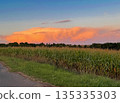 Wide rural view with tall cornfield and distant wind turbines under a dramatic orange sunset cloud. Calm evening landscape with warm sky colors and open space 135335303