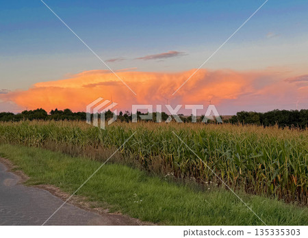Wide rural view with tall cornfield and distant wind turbines under a dramatic orange sunset cloud. Calm evening landscape with warm sky colors and open space Wide rural view with tall cornfield and distant wind turbines under a dramatic orange sunset cloud. Calm evening landscape with warm sky colors and open space 135335303