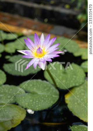 Lotus Nymphaea lotus Linn is a plant with large, flat leaves that float on the surface of lakes Lotus Nymphaea lotus Linn is a plant with large, flat leaves that float on the surface of lakes 135335470
