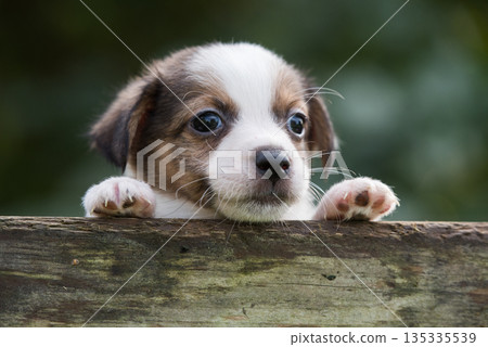 Funny jack russell terrier pet dog looking from a wooden fence 135335539