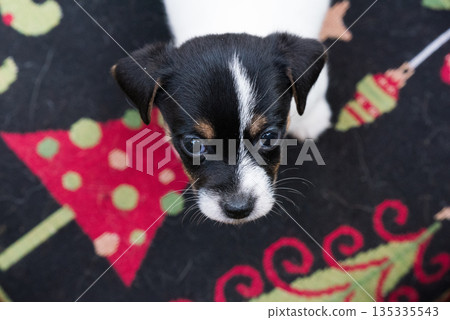 Jack russel puppy on winter print carpet 135335543