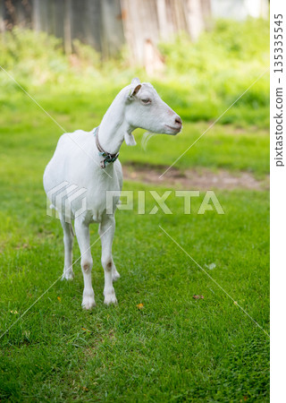 White goat standing on a lush green pasture White goat standing on a lush green pasture 135335545