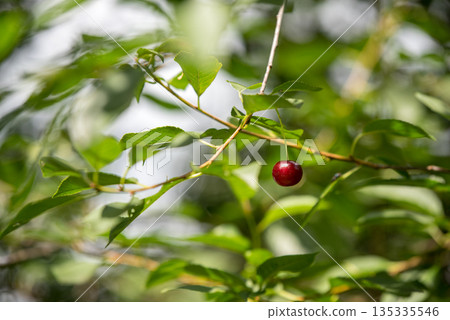 Cherry berry on a branch. Cherry berry on a branch. 135335546