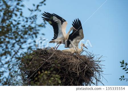 Stork family ready to leave Stork family ready to leave 135335554