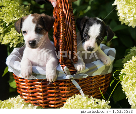 Jack Russell Terrier puppies in a wicker basket with flowers 135335558
