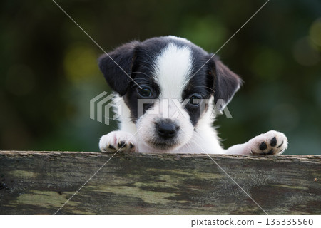 Funny jack russell terrier pet dog looking from a wooden fence 135335560