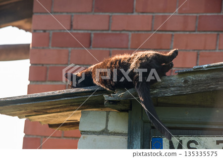 Cat is walking on the corrugated roof Cat is walking on the corrugated roof 135335575