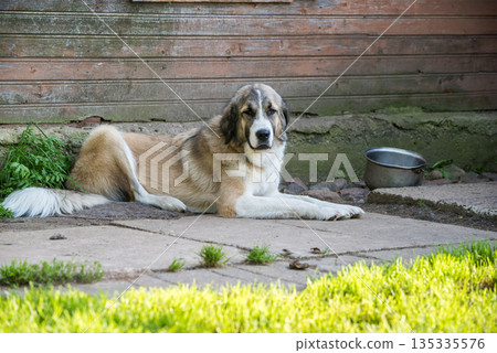 Caucasian Shepherd Dog guards the house Caucasian Shepherd Dog guards the house 135335576