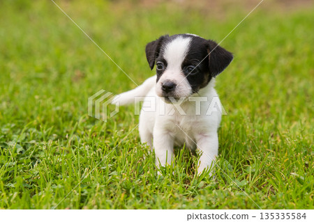 Cute Jack Russell Terrier puppy is walking on a green meadow. Cute Jack Russell Terrier puppy is walking on a green meadow. 135335584