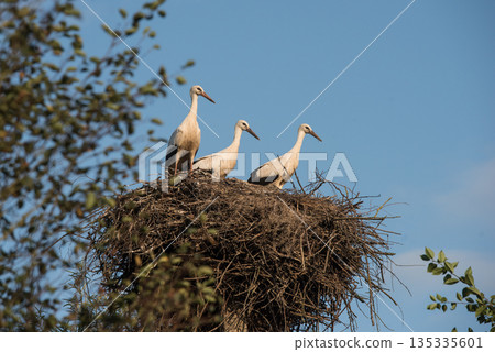 Stork family ready to leave Stork family ready to leave 135335601