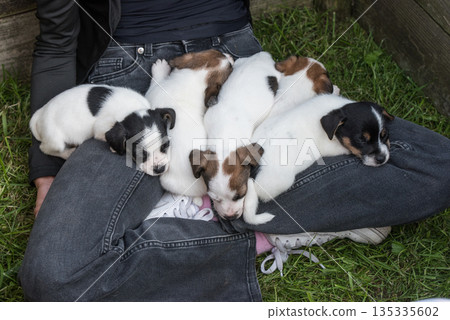 Jack Russell Terrier puppies are sleeping on their owner lap 135335602