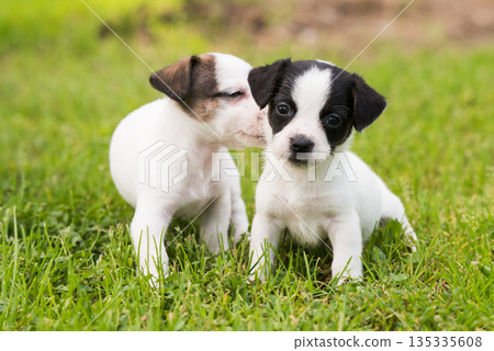Cute Jack Russell Terrier puppies are walking on a green meadow. 135335608