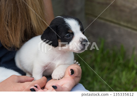 Puppy Jack Russell terrier in hands on nature Puppy Jack Russell terrier in hands on nature 135335612