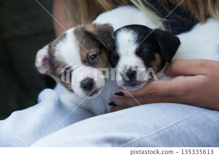 Puppies Jack Russell terrier in hands on nature 135335613