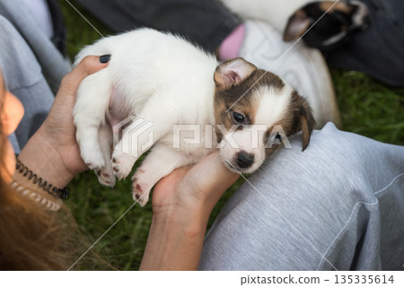 Puppy Jack Russell terrier in hands on nature Puppy Jack Russell terrier in hands on nature 135335614