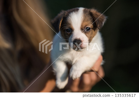 Puppy Jack Russell terrier in hands on nature Puppy Jack Russell terrier in hands on nature 135335617