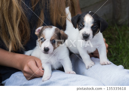 Puppies Jack Russell terrier in hands on nature Puppies Jack Russell terrier in hands on nature 135335618
