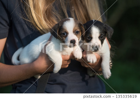 Puppies Jack Russell terrier in hands on nature Puppies Jack Russell terrier in hands on nature 135335619
