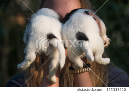 Puppies Jack Russell terrier in hands on nature 135335620