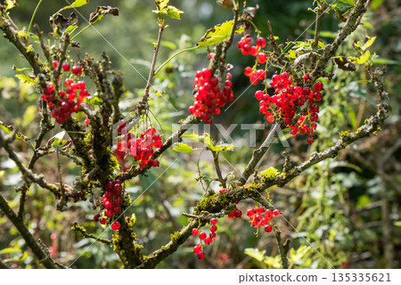 Ripe red currant berries on a branch in the garden. Healthy food 135335621